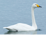 Swan Princess