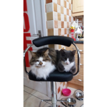 Cats of fluff
