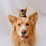 Animal Group !WE DO NOT WANT FURRYS IN THIS GROUP!