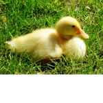 [~] The Duck Rebellion [~]