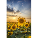 Sunflower Grup!