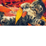 Cats rule (so do other animals)