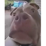 Rainsmushs