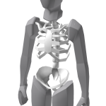White Skeleton - Torso