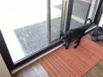 Cats 2 for 1