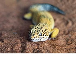 Gecko Simulator