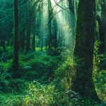 *-The Forest-*