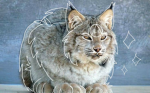 Cat therians!