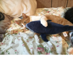 Cats bigggg