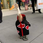 Pato community