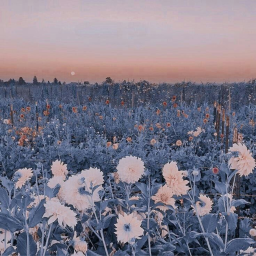 ✿