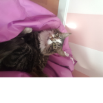 Cute cats my cat
