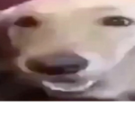 Doggoz robuz group