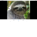 Sloth123 squad