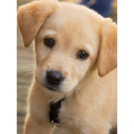 somethig cute