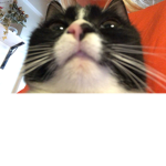 Kittys group⁄(⁄ ⁄•⁄-⁄•⁄ ⁄)⁄
