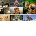Big Cats Savers