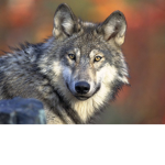 animalLEGENDZ