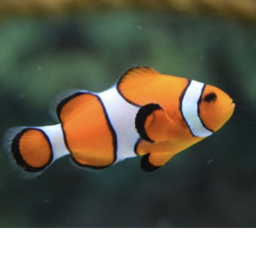 Fish-United