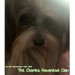 .>The Charles Havanese Clan<.