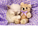 Bears and cats unite!