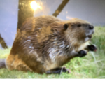 Beaver rear juice fan club