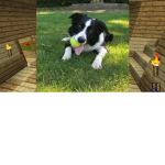 puppy cafe we need merbers to help