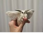 Moth fan group :)