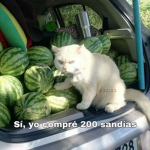 Los memes raros que tengo guardados