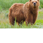 Bear army! Rules!