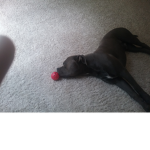 Fortnight dogs