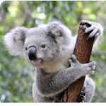 Koala’s are sweet
