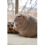 My Ratatouille’s