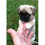 Pug $ tysm for joining if you did