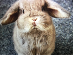 Simply_Bunny Squad