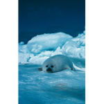 Epic Seals