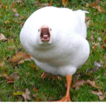 Le Goose Army