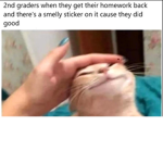 The kitty loving group