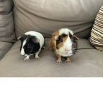 Are little pets