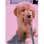 miley_1223