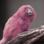 Pink Monkey Studios