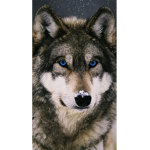 the GoOd wolf pck
