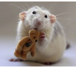 THE BEST RATS