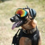 the dog army team