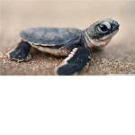 turtle town