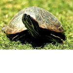 Turtle Game’s