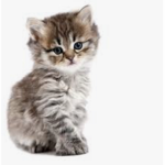 Crazy Cute Cats!