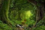 RAINFOREST Productions