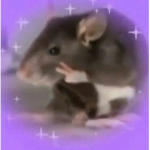 Rats the right way