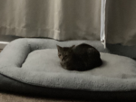 My cat group and me